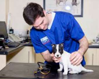 Veterinary Surgeon Image-340